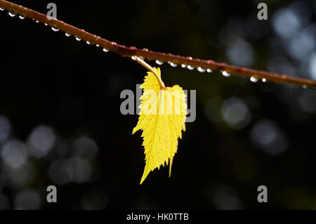 Blatt der Weinrebe im Gegenlicht - nach Regen Stockfoto