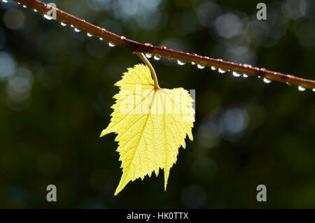 Blatt der Weinrebe im Gegenlicht - nach Regen Stockfoto