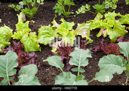 Garten, Gemüse, Gärten, Karotten, Steckrüben, Salat, Pflanze, Nahrung, Nahrungsmittel, Stockfoto