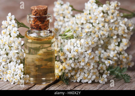 Tinktur aus Schafgarbe in der Flasche Nahaufnahme auf einem Hintergrund von Blumen auf dem Tisch. horizontale. Stockfoto