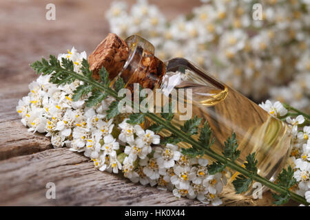 Schafgarbenöl in der Flasche mit Blumen auf dem Tisch. horizontale Makro Stockfoto