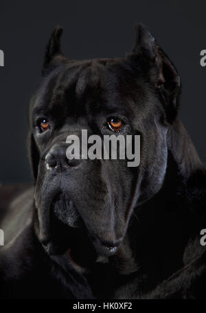 Schwarzen Cane Corso-Hund im studio Stockfoto