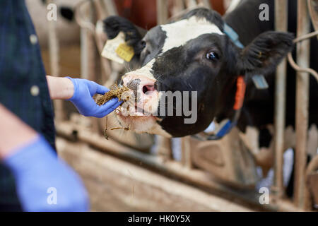 Nahaufnahme von Mann Kuh auf Milchviehbetrieb mit Heu füttern Stockfoto