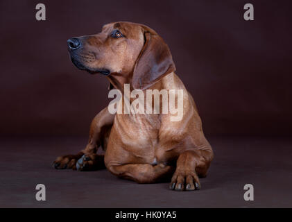 Rhodesian Ridgeback liegend vor der Kamera Stockfoto
