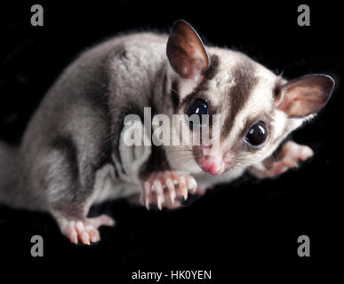 Petaurus Breviceps Portrait im studio Stockfoto