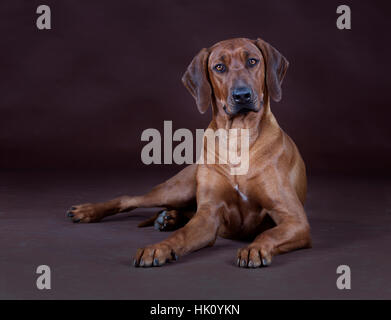 Rhodesian Ridgeback Hund liegend im studio Stockfoto