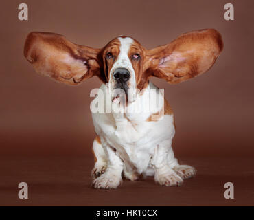 Basset Hound fliegende Ohren stehen Stockfoto