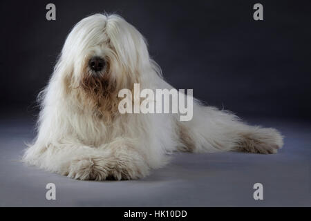 Russischer Schäferhund liegend Stockfoto