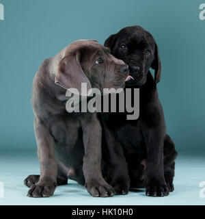 Zwei entzückende cane Corso geben Küsse Stockfoto