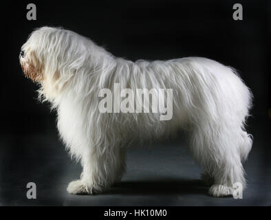 großer Hund weiße Süden russischen ovcharka Stockfoto