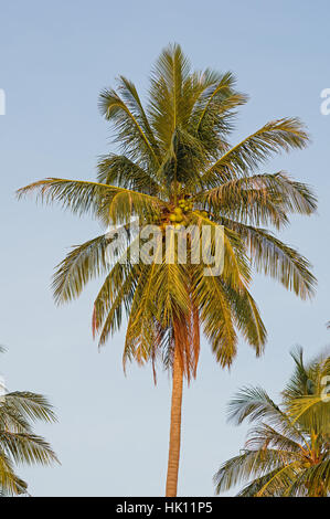 Coconut Palm Top mit Wedel und Kokosnüsse Stockfoto