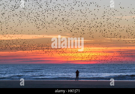 Vögel im Flug, Fliegen in den Wolken auf Schwärme von Staren in Blackpool, Lancashire, UK. Starling murmuration bei Sonnenuntergang. Eine der großen birding Brillen der Winter ist die Stare "Vormontage Roost. Vor dem Sesshaftwerden für die Nacht, Herden dieser geselligen Vögel swoop herum bis es gibt eine enorme, wirbelnde schwarze Masse. Im Winter bis zu einer Million Vögel, Schwarm, swoop, Schieben, Schwenken und Drehen, Verschieben, wie man während der erstaunliche Luftakrobatik. Dieses Ballett in der Dämmerung ist eine pre-roosting Phänomen bekannt als starling murmuration. Stockfoto