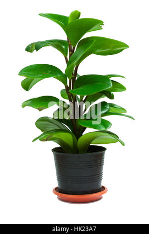 Efeutute Grünpflanze auf dem Topf Stockfoto