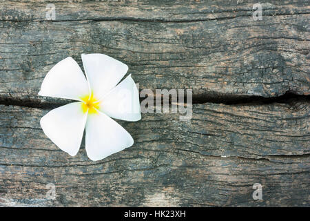 Schöne Plumeria auf rissige strukturierte Holz Stockfoto