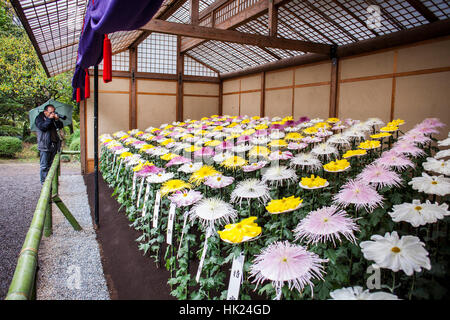 Chrysanthemum-Ausstellung in Shinjuku Gyoen Park, Tokio Stockfoto