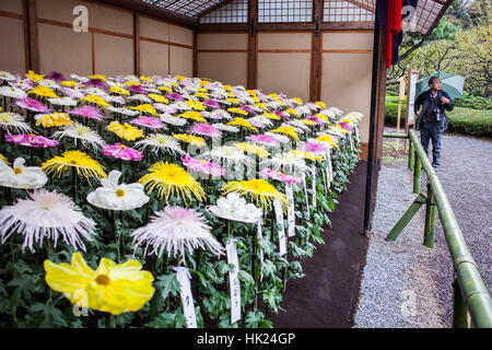 Chrysanthemum-Ausstellung in Shinjuku Gyoen Park, Tokio Stockfoto