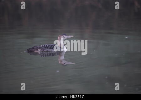 White-billed Diver (Gavia Adamsii) Stockfoto