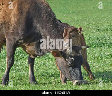 Kühe an Churchill Erbe Farm, Churchill Island, Victoria, Australia Stockfoto