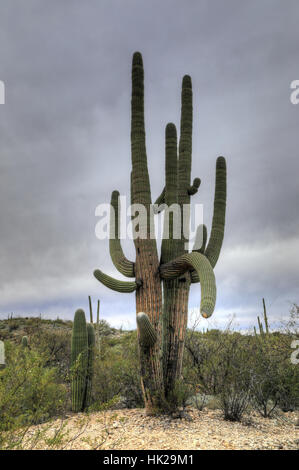 Eine sehr große Saguaro-Kaktus in der Sonora-Wüste Stockfoto