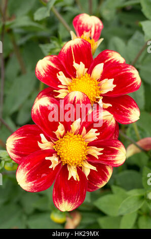 Dahlie Danum Fackel Blüte im August in Großbritannien Stockfoto