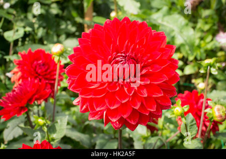 Dahlia Garten Wunder blühen im September im Vereinigten Königreich Stockfoto