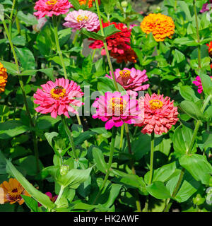 Hintergrund der schönen Blumen Zinnien Stockfoto