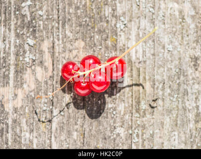 Rote Johannisbeeren in Großaufnahme auf Holztisch. Frische rote Beeren im Sonnenlicht. Stockfoto