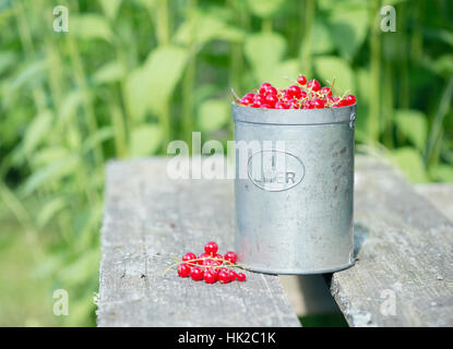 Frisch geerntete rote Johannisbeere Beeren im Eimer am Gartentisch. Sommer-Lifestyle-Szene ohne Menschen. Stockfoto