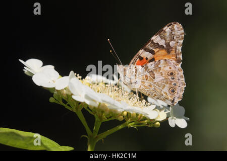 Distelfalter (Vanessa Cardui), Erwachsenen Migranten Schmetterling auf einer Weißdorn Blume, zeigt Underwing Fütterung Stockfoto