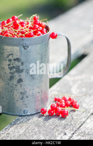 Frisch geerntete rote Johannisbeere Beeren im Eimer am Gartentisch. Sommer-Lifestyle-Szene ohne Menschen. Stockfoto