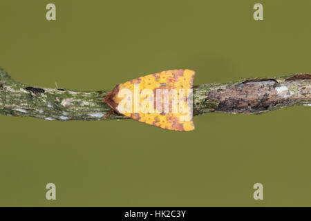 Rosa verjährt Caesar (Xanthia Togata), eine attraktive rosa und Zitronengelb Motte, thront auf einem Zweig, der im Herbst fliegt Stockfoto