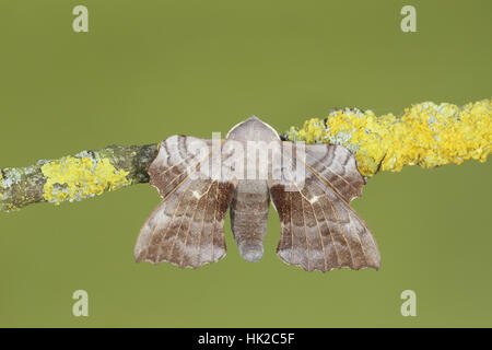 Pappel Hawk-Moth (Laothoe Populi), einem Erwachsenen posiert mit Flügel öffnen, thront auf einem Flechten bedeckten Zweig mit einem grünen Hintergrund Stockfoto