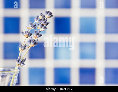 Lavendel Blumen in Glasvase mit blauem Hintergrund. Blumenstilleben. Stockfoto