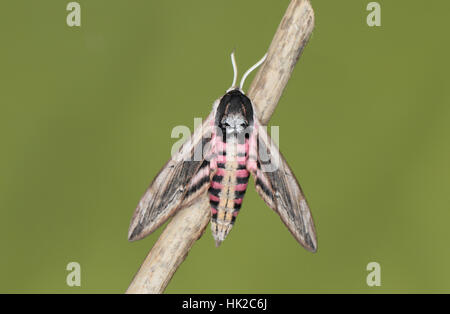 Liguster Hawk-Moth (Sphinx Ligustri), eine große, auffällige, rosa, schwarz und braun Motte in einem vorstädtischen Garten Stockfoto