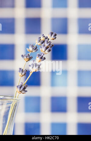 Lavendel Blumen in Glasvase mit blauem Hintergrund. Blumenstilleben. Stockfoto