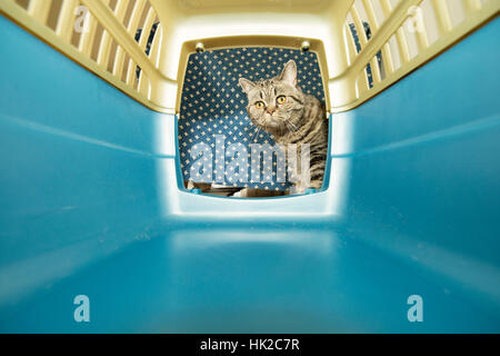 Katze mit neugierigen Ausdruck in einem Tier Transporter Box suchen. Konzept der Tiertransport und Reisen. Stockfoto