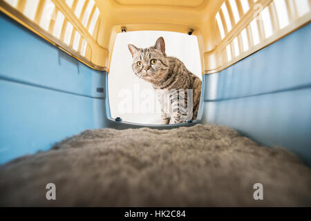 Katze mit neugierigen Ausdruck in einem Tier Transporter Box suchen. Konzept der Tiertransport und Reisen. Stockfoto
