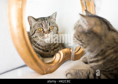 Katze, die sich selbst im Spiegel zu betrachten. Niedliche Haustier, das sein eigenes Aussehen zu bewundern. Stockfoto