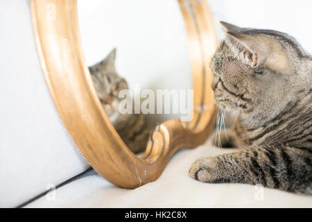 Katze, die sich selbst im Spiegel zu betrachten. Spielerische Miol, der sein eigenes Aussehen zu bewundern. Stockfoto