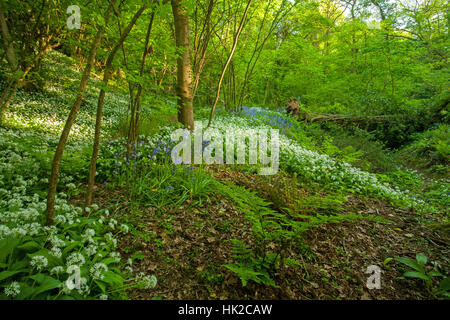 Bärlauch und Glockenblumen im Frühling Stockfoto