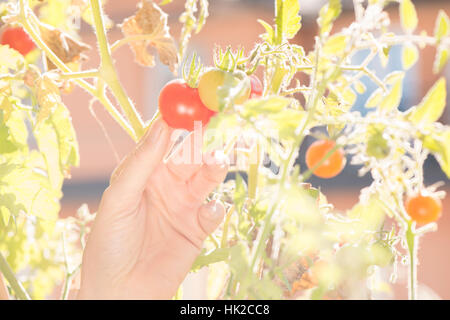 Tomaten-Hand halten. Die Pflege von Pflanzen und Gemüse auf Balkon. Konzept der grünen Lebensstil und Stadtgarten. Stockfoto