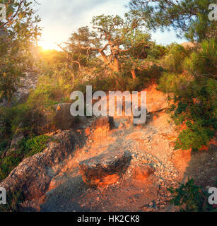 Bergwald mit Trail bei Sonnenaufgang. Wunderschöne Panorama-Landschaft mit Bäumen, Pfad, Steinen und sonnigen Himmel. Sommer Wald Stockfoto