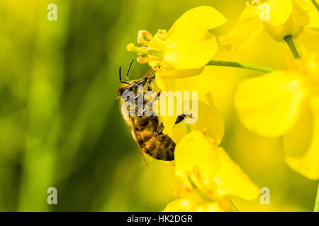 Ein Krainer Biene (Apis mellifera carnica) ist das Sammeln von Nektar an einem gelben Raps Blüte Stockfoto