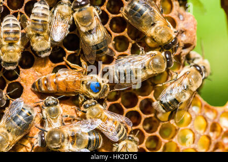 Die blau markierten Königin eines Krainer Biene (Apis mellifera carnica) Kolonie ist die Suche nach einem Ort, ein Ei zu legen Stockfoto