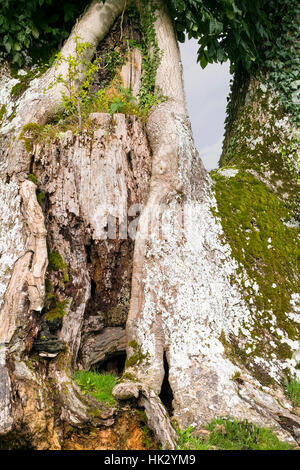 Neues Wachstum verwurzelt in einem zerfallenden veteran Baum Lanercost, Brampton, Cumbria, England, UK Stockfoto