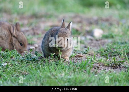 Tierwelt: Europäische Kaninchen oder gemeinsame Kaninchen (Oryctolagus Cuniculus). Sehr junge Kits. Stockfoto