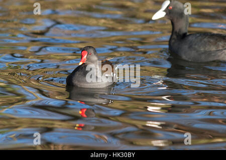 Tierwelt: Teichhühner (Gallinula Chloropus). Auch bekannt als Sumpf Huhn. Stockfoto