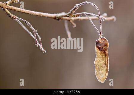 Eisige einsame Sycamore Samen hängen an einem Zweig Schuss Makro im Winter in Shepperton U.K Stockfoto