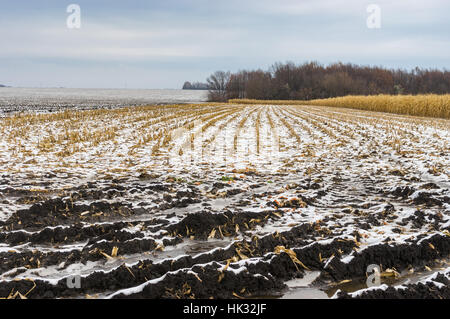 Landschaft mit Hälfte geerntet Maisfeld zu spät herbstlichen Jahreszeit in der Ukraine Stockfoto