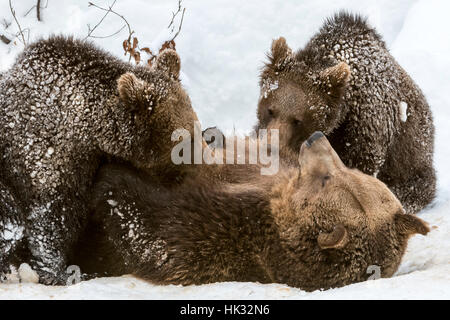 Weibliche Braunbären Spanferkel zwei 1-Jahr-alten Jungen (Ursus Arctos Arctos) auf ihr liegend zurück in den Schnee im winter Stockfoto